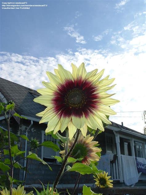 The Role of Genetics in Magic Roundabout Sunflower Height